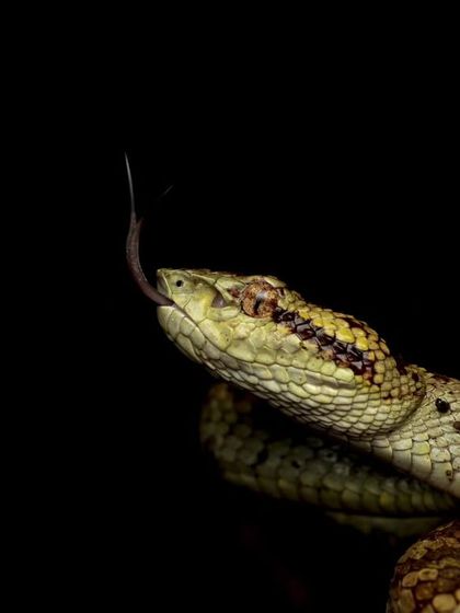 Rainforest Rendezvous: Macro & Herping photo 9