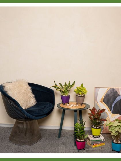 This image shows a full combo of our "5 wonders" for the workspace. Renting a pre-made combo like this is an easy way to get a curated collection of plants that look great together.