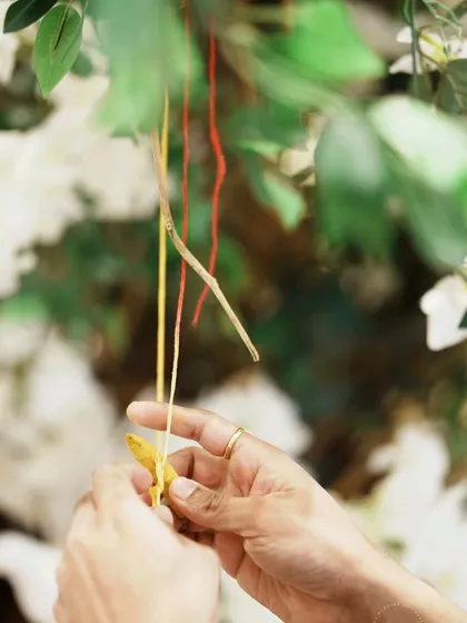 A close-up of a beautiful ritual at the Tree of Blessings. Guests tie sacred mouli threads to the branches, each knot representing a heartfelt wish and a blessing for the couple's eternal union.
