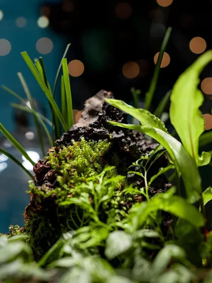 A close-up on the vibrant green moss and the peak of the lava rock in this dome terrarium. The bokeh background emphasizes that this is a perfect piece for festive or special occasion gifting.