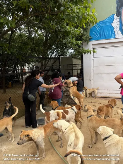 The humans are clearly outnumbered here, and no one is complaining. An Open Farm Day is a joyful whirlwind of wagging tails and happy greetings.