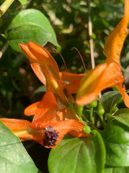 The unique, shrimp-like orange flowers of the Justicia brandegeeana, a fascinating plant that adds an exotic touch.