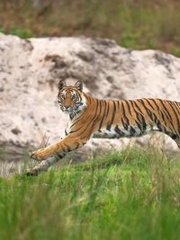 Wildlife Photography Tours & Safaris