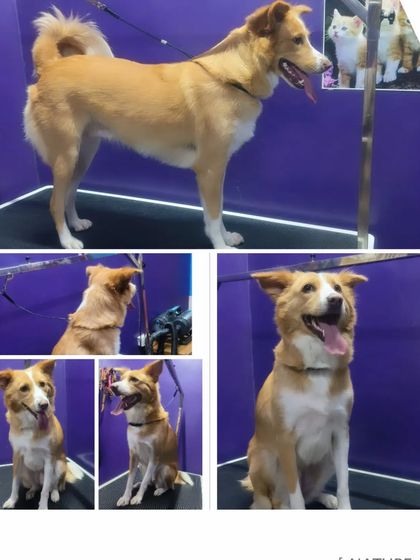 Bengaluru Pet Company - Pet Grooming Our Happy Clients photo 21