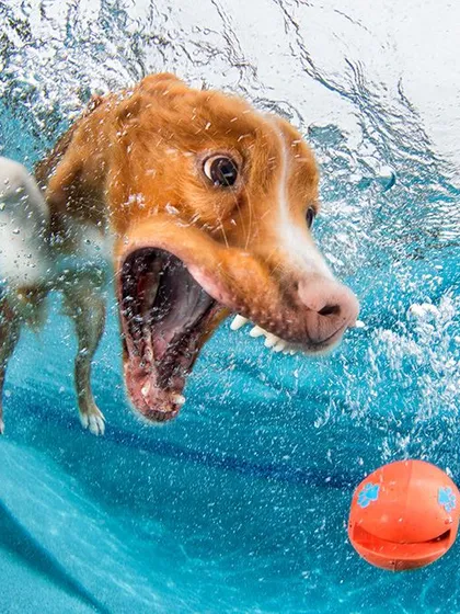 An action shot of a dog about to catch an orange ball. The motion of the water and the pet's intense focus make for a compelling photograph.
