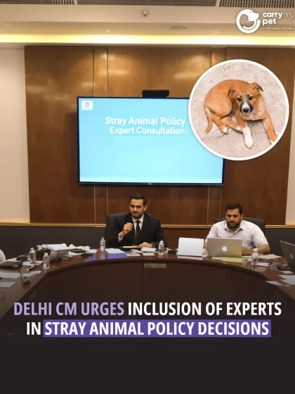 CarryMyPet - Pet Travel & Parenting Consultation Animal Welfare & Advocacy photo 21