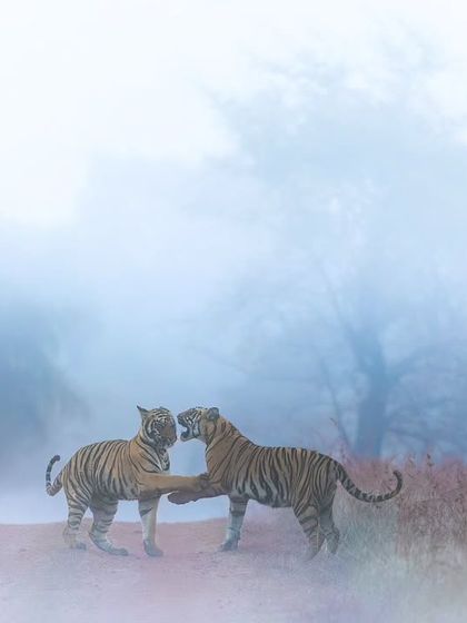 Wild Encounters: Action & Behavior photo 4