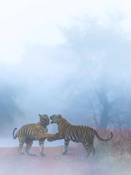 Two tigers greet each other in the dense morning fog. The mist softens the scene, creating a painterly, almost dreamlike quality.