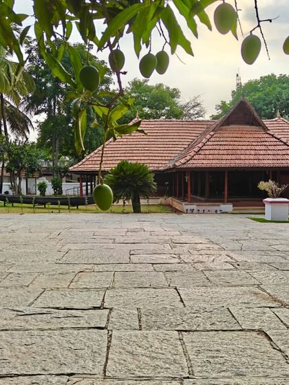 A mango tree laden with fruit frames a view of a heritage cottage. Summer at Ayurvedagram is a celebration of nature's bounty and vibrant energy.