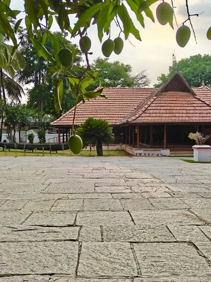 Summer at Ayurvedagram, with mangoes hanging from the trees in front of our heritage buildings. This season is a celebration of nature's bounty and the vibrant energy of the sun.