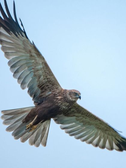 The intense focus of a Marsh Harrier in flight. Its eyes are locked on its target, showcasing the incredible concentration of a predator.
