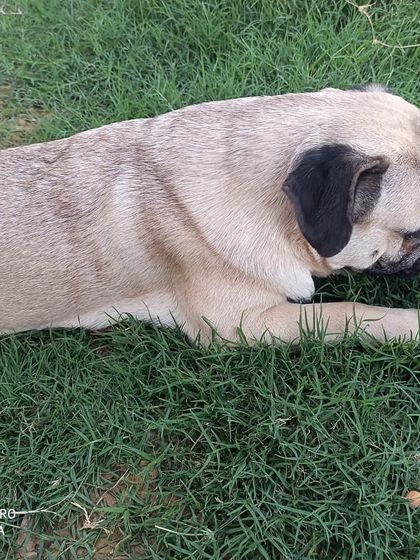 Even our more relaxed guests like this sweet Pug find their perfect spot to chill out and enjoy the fresh air at our park.