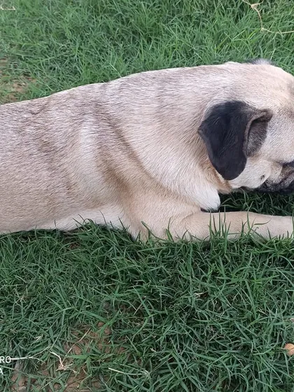 Hush the pug taking a quiet moment to relax in the cool grass. Even in a busy park, there are always peaceful spots to chill.