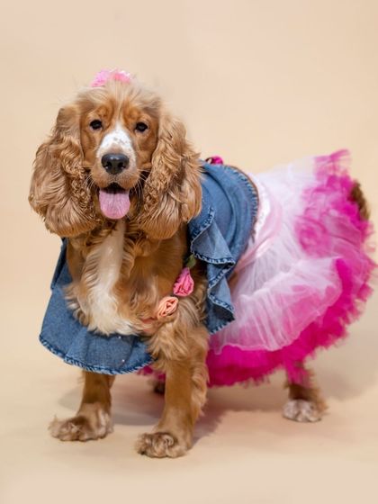 WoofWoof Stories - Commercial Pet Photography Pet Apparel & Accessories photo 17