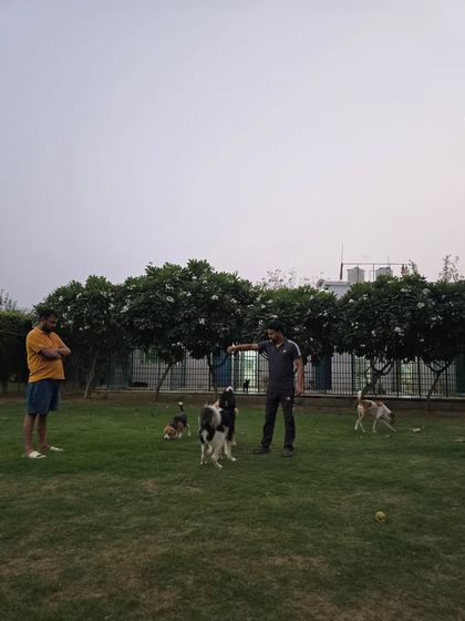 A staff member ensuring all dogs are engaged and playing safely.