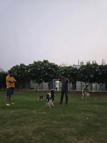 A staff member ensuring all dogs are engaged and playing safely.