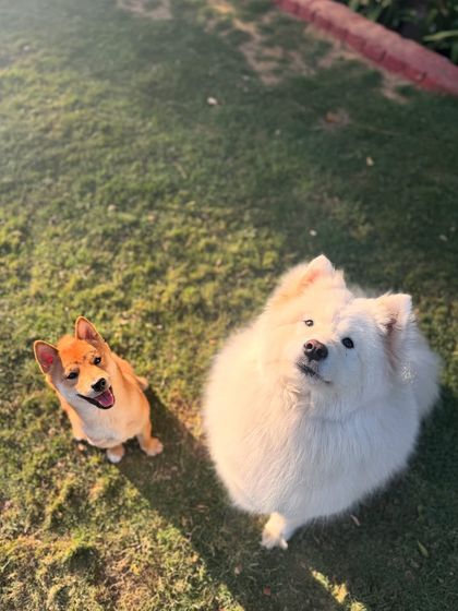 Aiko and his fluffy Samoyed friend, looking up with happy faces.