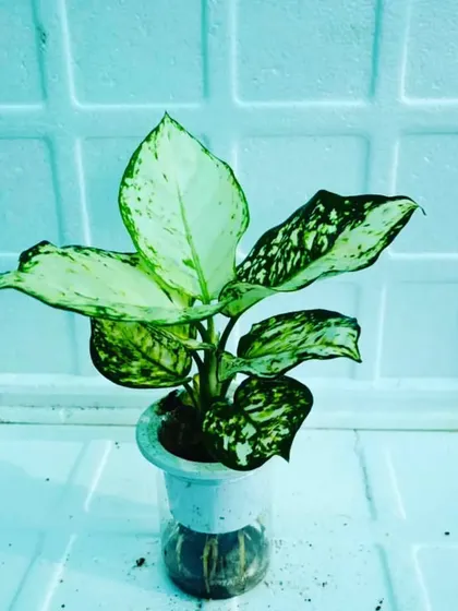 This is a white and green variety of Aglaonema, thriving in a water-based setup. It's a great air-purifying plant for indoor spaces.