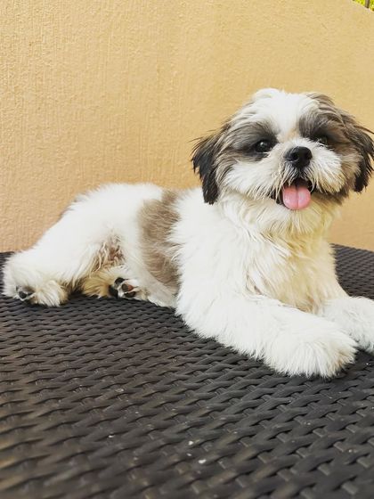 This adorable Shih Tzu's happy expression says it all. We strive to be the place where your pet feels most joyful and loved.