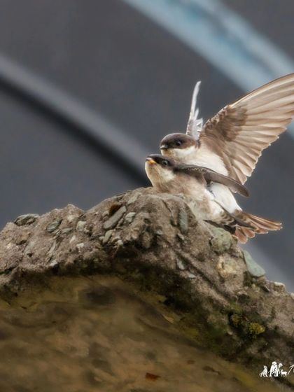 A pair of Asian House-Martins mating. These birds breed at high altitudes in the Himalayas.