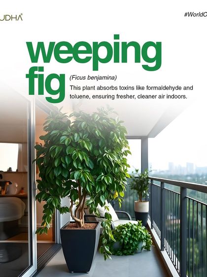 Paudha - Commercial Biophilic & Interior Design Our Design Philosophy & Tips photo 18