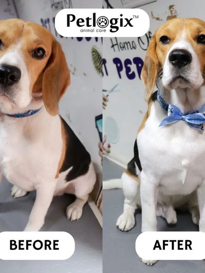 From scruffy to sleek. This Beagle's transformation shows the difference a professional grooming session can make, even for short-haired breeds.