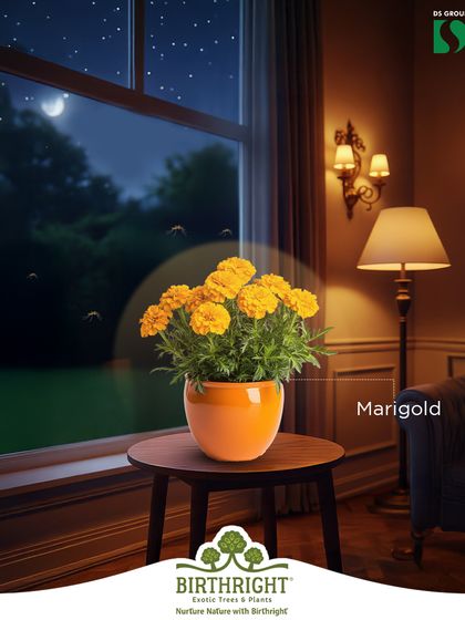 Marigolds are not just cheerful and bright; their distinct smell is a well-known natural mosquito repellent, perfect for placing near windows and doors.