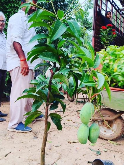 Yes, I even have fruit plants! This is a Thai mango variety, already bearing fruit on a small tree. You can grow your own mangoes even in a large pot.