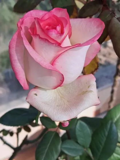 Bhardwaj - Urban Gardening Consultation A Riot of Colorful Flowers photo 65