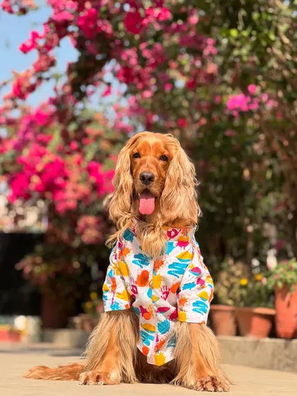 Spring in Santiniketan. Posto enjoying the beautiful weather and blooming flowers in his festive Holi kurta.