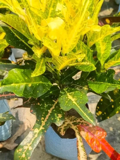 Another beautiful Croton variety.