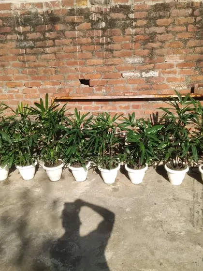 A large order of Areca Palms in white pots, all lined up and ready for delivery. This is a common request for office spaces.