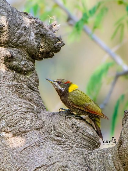 A Lesser Yellownape woodpecker clings to a gnarled tree trunk, showcasing its specialized feet and stiff tail feathers that provide support.
