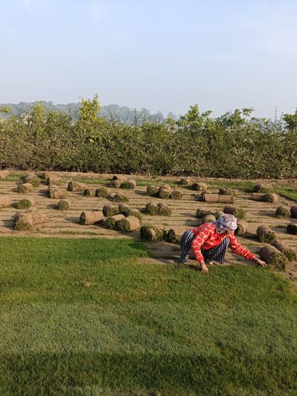 A worker on my farm carefully gathering the harvested turf. We work hard to ensure every roll meets my quality standards.