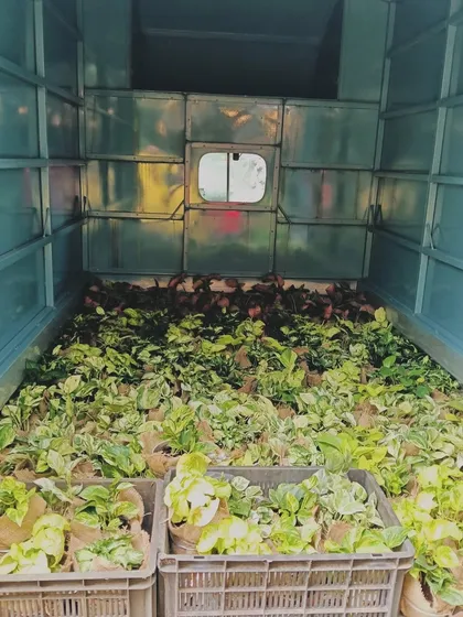 A truck loaded with money plants for a large corporate order for Venzowood. It's always a great feeling to send out so much green joy at once.