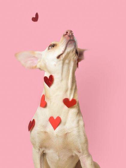 Priyanka - Themed & Special Occasion Pet Photography Holiday Adventures photo 14