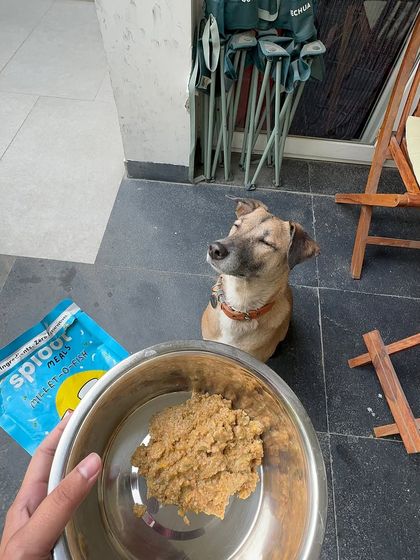 That blissful, pre-meal moment. Sriracha knows her delicious Millet-o-Fish meal is coming. This is the happy face of a well-fed dog.