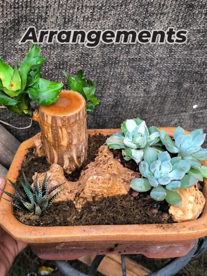 This is one of my custom plant arrangements. I combine different textures like succulents, rocks, and pieces of wood in a single terracotta planter to create a unique living gift.