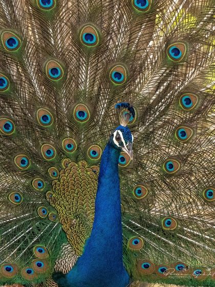 A slightly different edit of the peacock displaying its feathers.