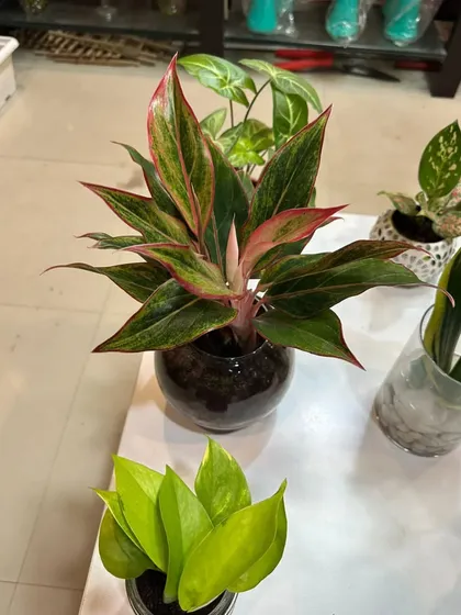 A red Aglaonema in a round glass bowl. It's a perfect, colorful centerpiece for a coffee table or desk.