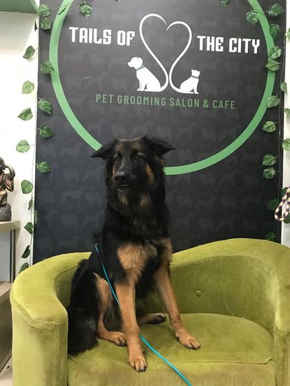 Tails of the City - Pet Grooming Our Happy Doggos photo 24
