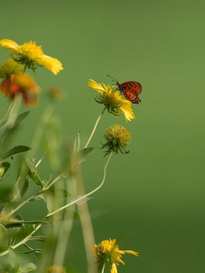 A butterfly rests on a yellow wildflower. This is a more classic macro shot, showing the beauty of the insect and its relationship with the plant.