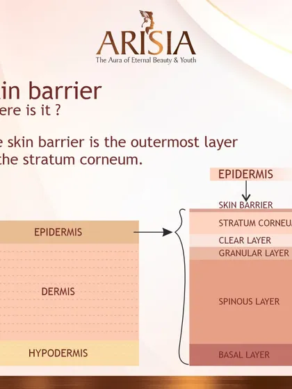 To understand the skin barrier, you need to know where it is. This diagram shows that the skin barrier is the outermost layer of the stratum corneum, which itself is the top layer of the epidermis. This illustrates why protecting this surface layer is so crucial for overall skin health.