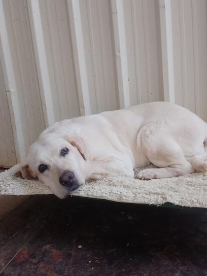 Stay - Dog Daycare Quiet Time & Cozy Naps photo 9