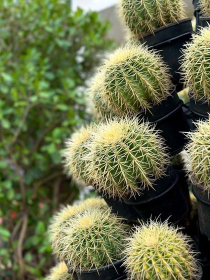 Prickly on the outside, squishy on the inside. It's no wonder Leos love cacti. This Golden Barrel Cactus is a classic, known for its beautiful spherical shape and golden spines.