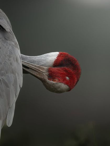 A close-up of a Sarus Crane preening, with its bright red eye visible. The dark, moody lighting highlights the texture of its feathers and the striking color of its head.
