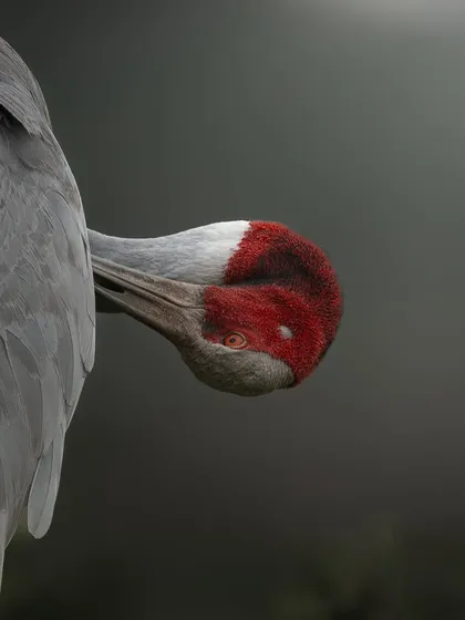 A close-up of a Sarus Crane preening, with its bright red eye visible. The dark, moody lighting highlights the texture of its feathers and the striking color of its head.