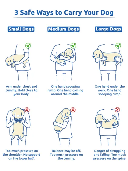 It's important to carry your dog the right way to avoid injury. This guide shows safe ways to lift small, medium, and large dogs, ensuring they always feel secure in your arms.
