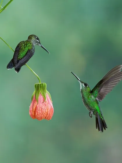 A duplicate of image 12, capturing the interaction between two Green-crowned Brilliant hummingbirds at a flower.