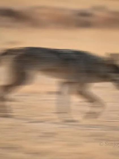 An Indian Wolf, another member of the canid family, caught in motion. These artistic blurs, sometimes an error of adjustment, often make for the most interesting frames.